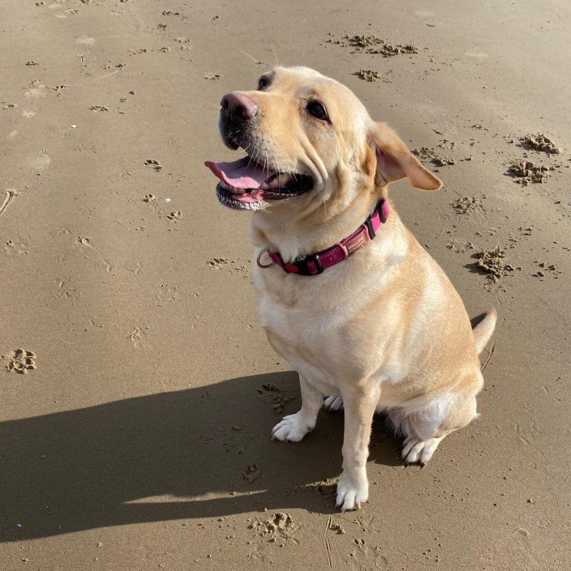 labrador dog walking wirral dynamic dogs 2