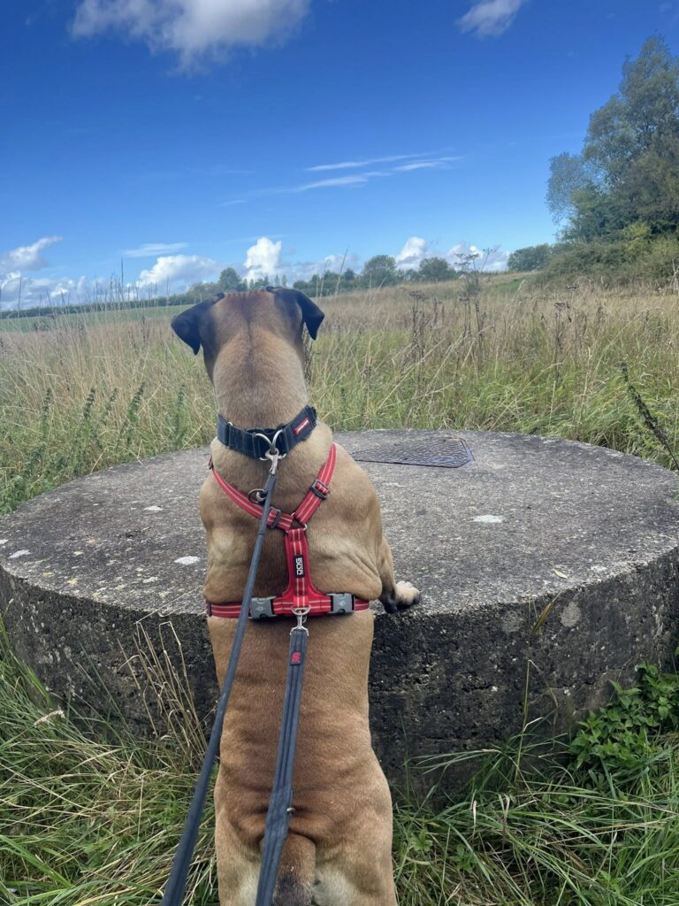boxer on walkies with dynamic dog walking wirral