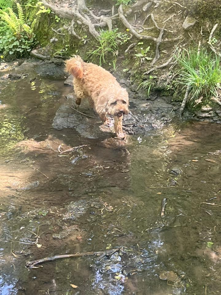 suzie the dog walk wirral